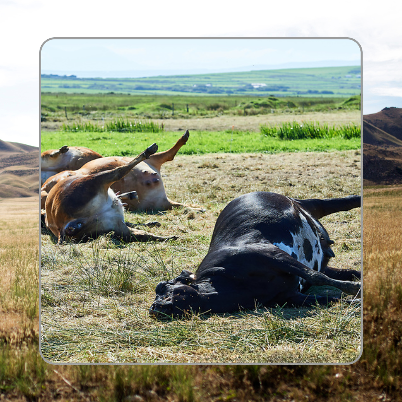 Anthrax Disease In Cattle