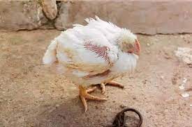 Coccidiosis In Poultry