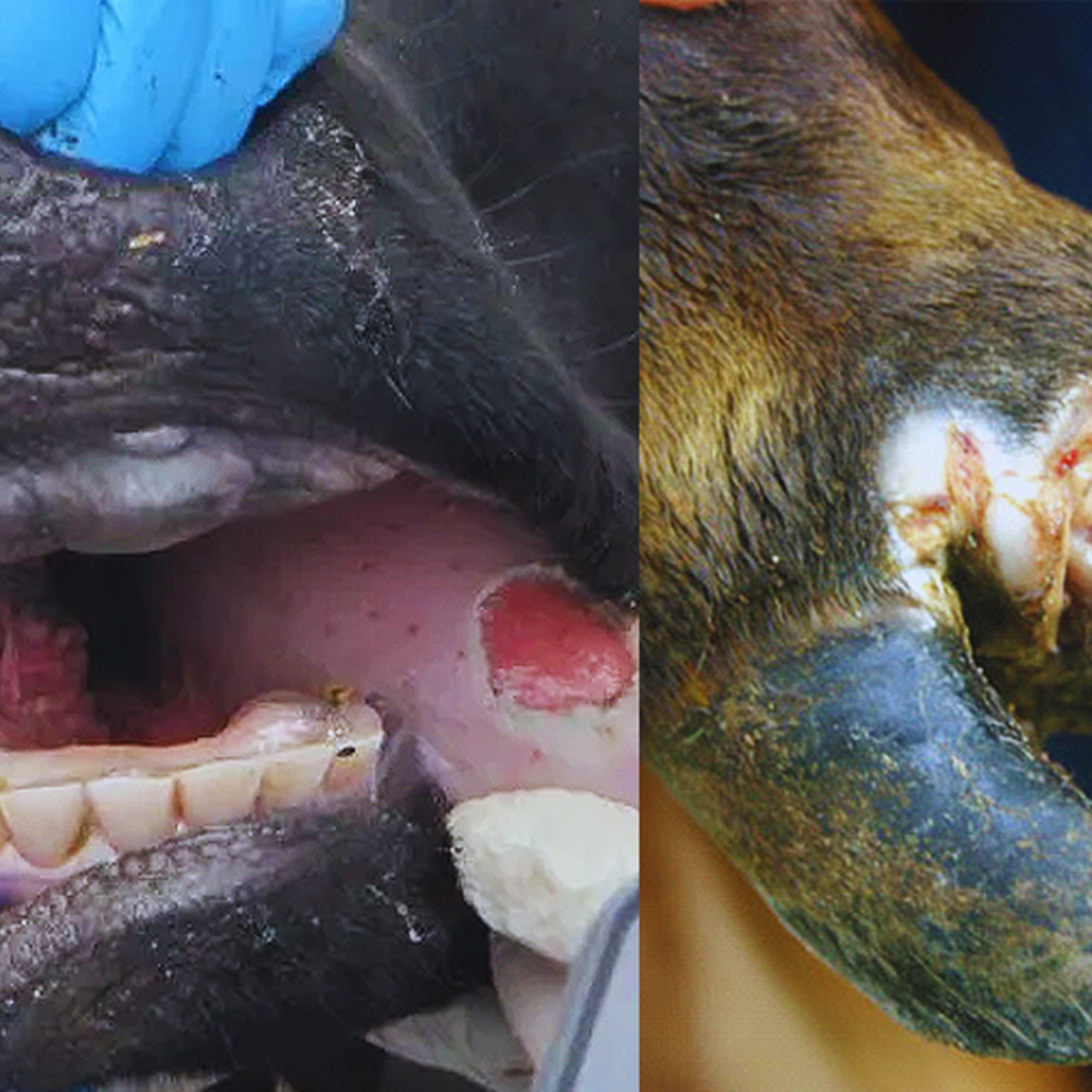 Foot and Mouth Disease