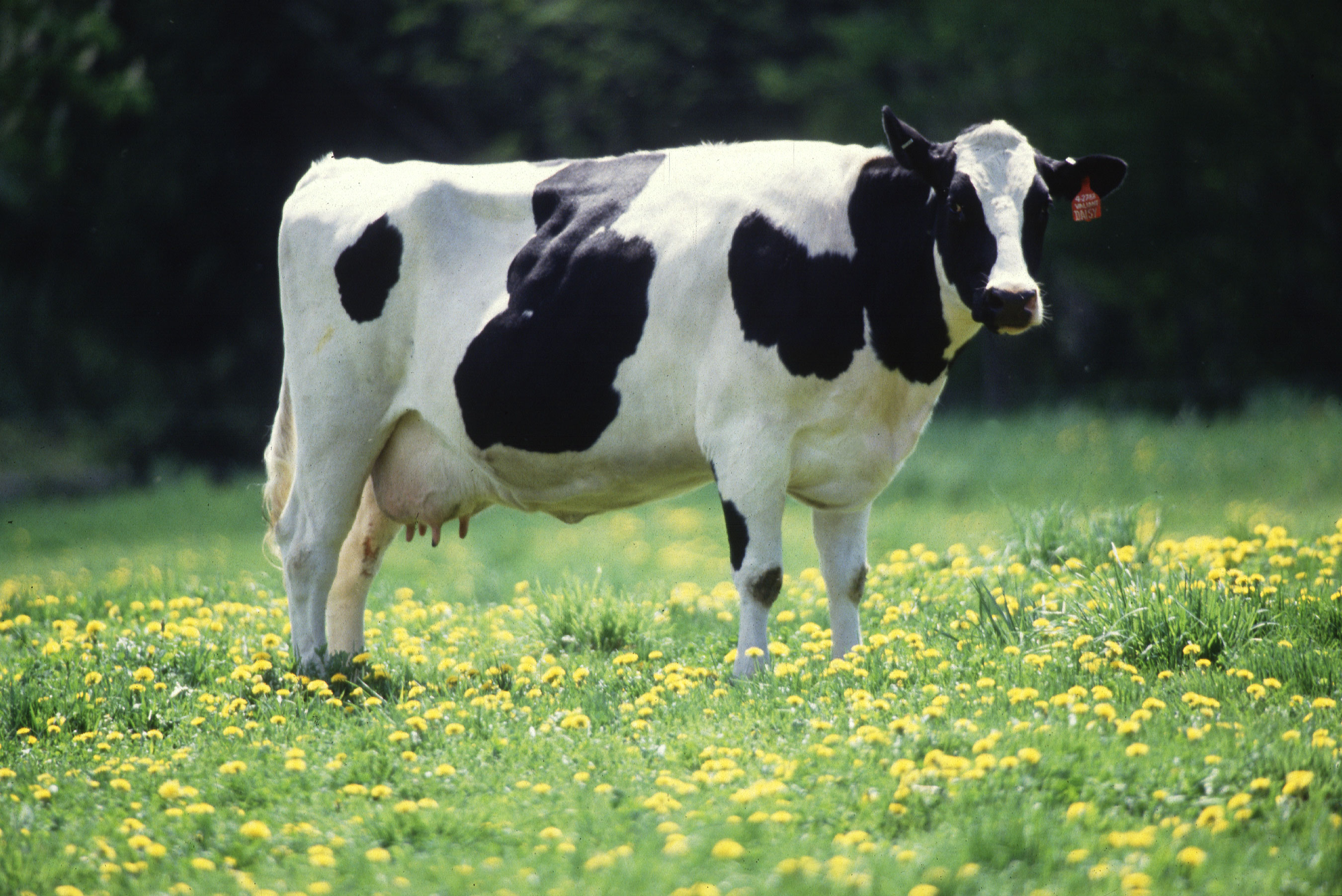 East Coast Fever In Cattle | Ecf Symptoms And Treatment