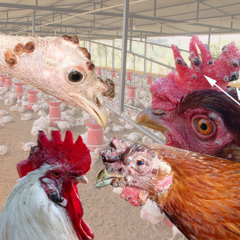 Fowl Pox | Treatment For Fowl Pox