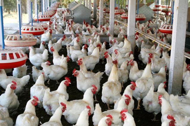 Poultry Vaccination Schedule