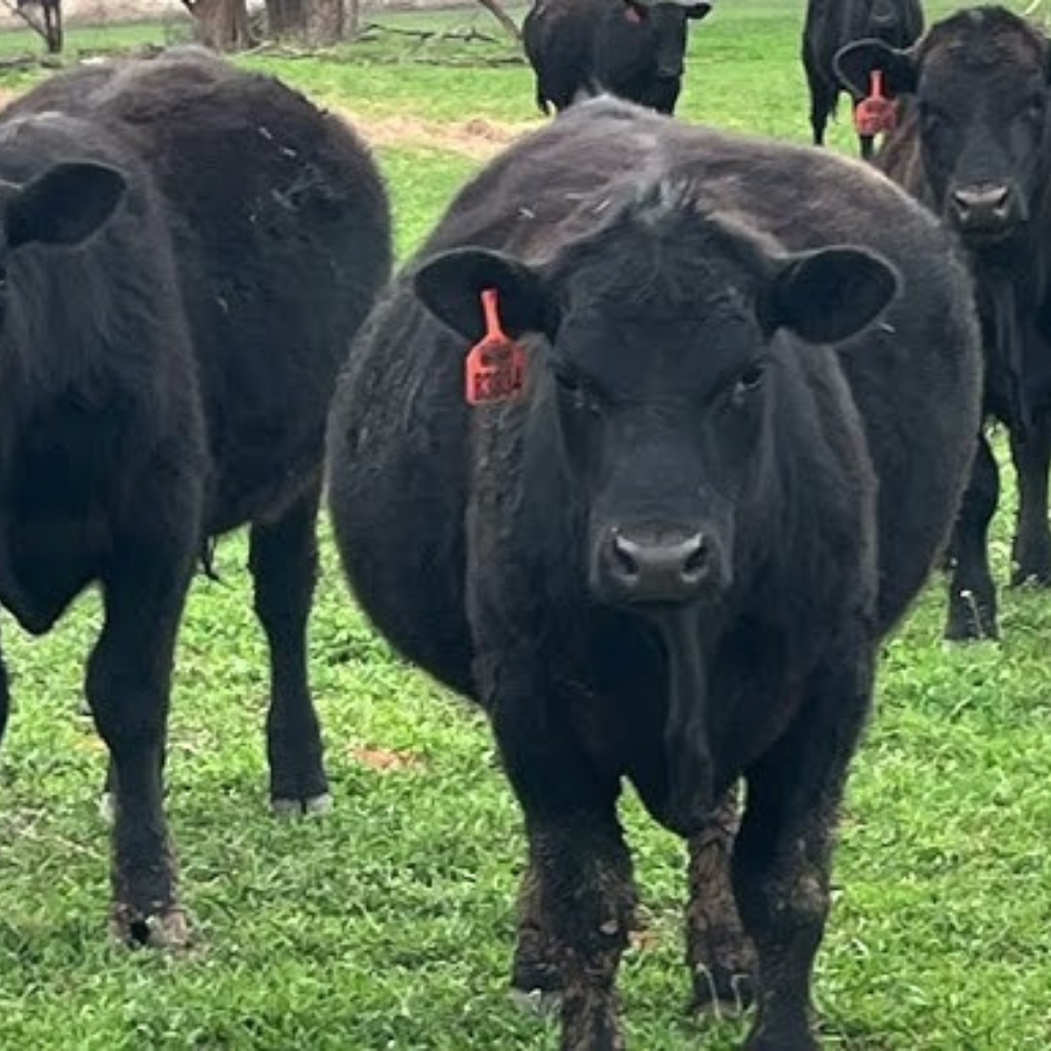 Bloat In Cows Treatment