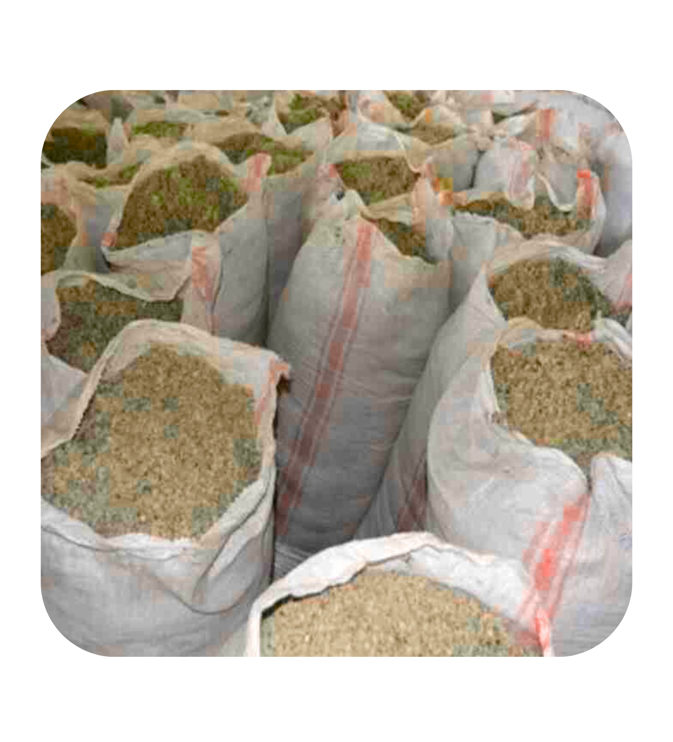 Cotton Meal