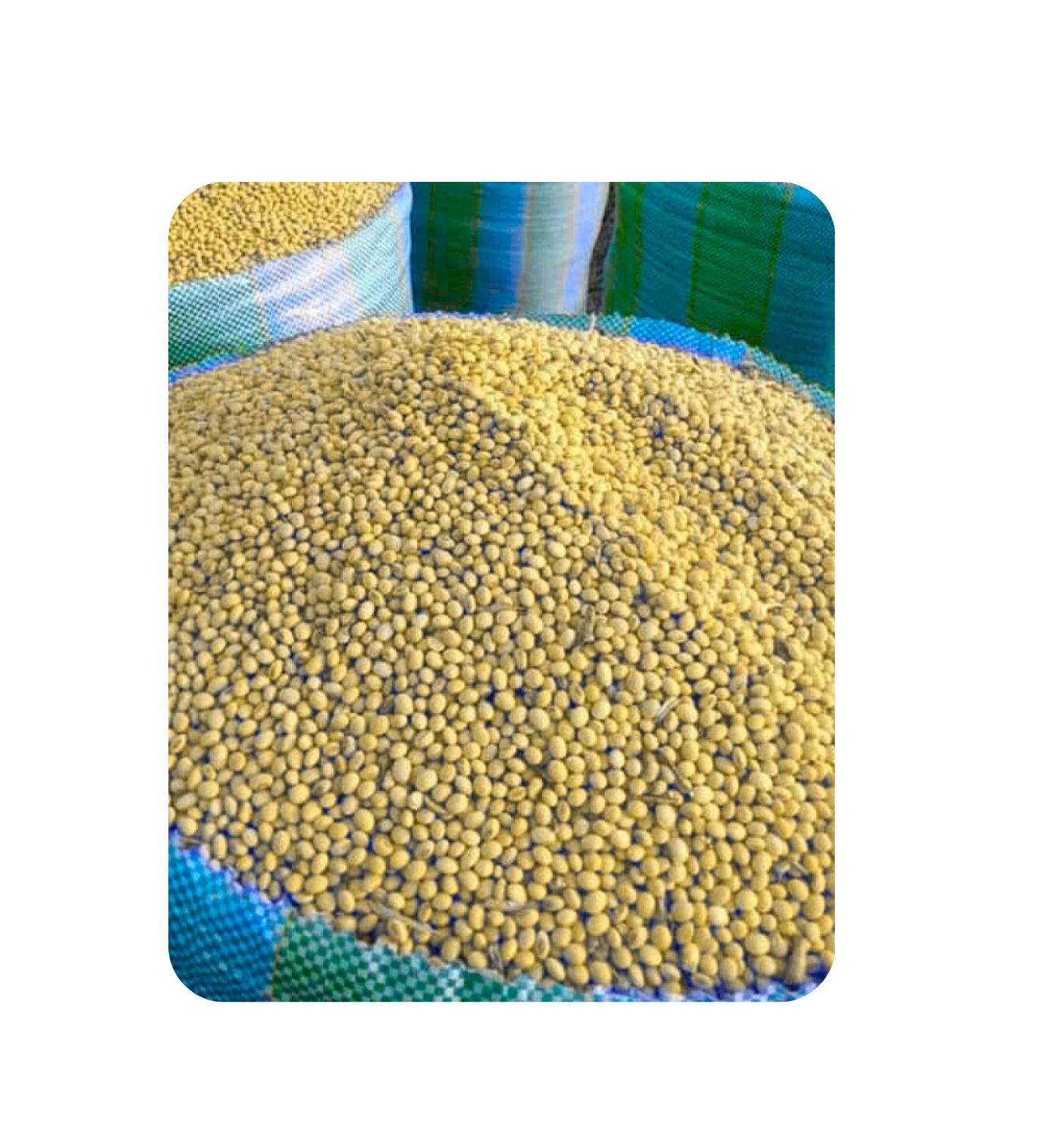 Soya Meal